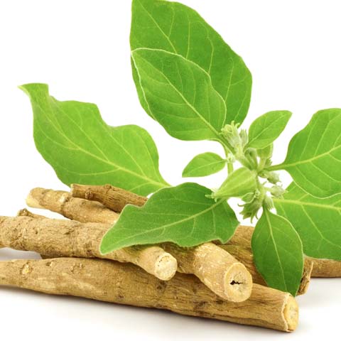 Ashwagandha ingredient