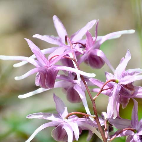 Horny Goat Weed ingredient