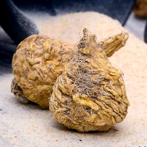 Maca Root ingredient